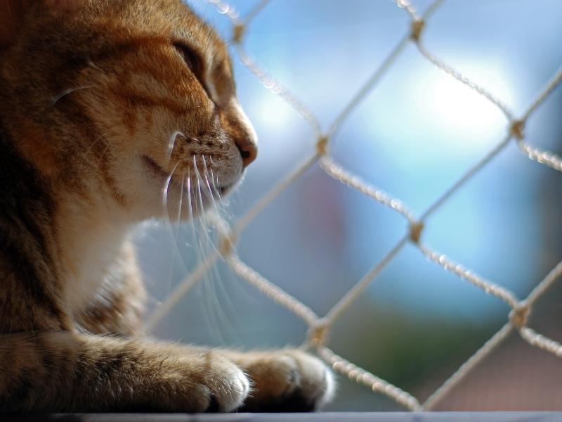 Telas de segurança para piscinas em Itajaí