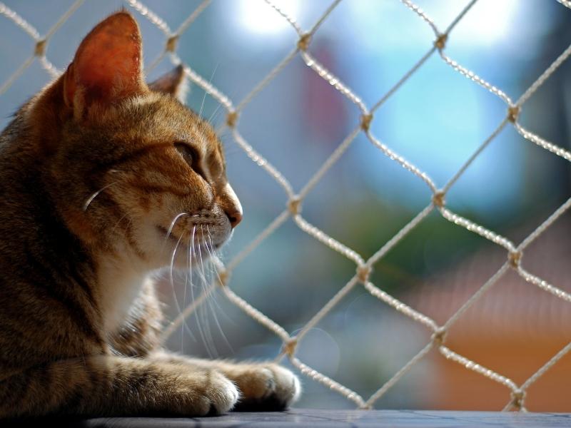 Telas de segurança para canchas em Itajaí