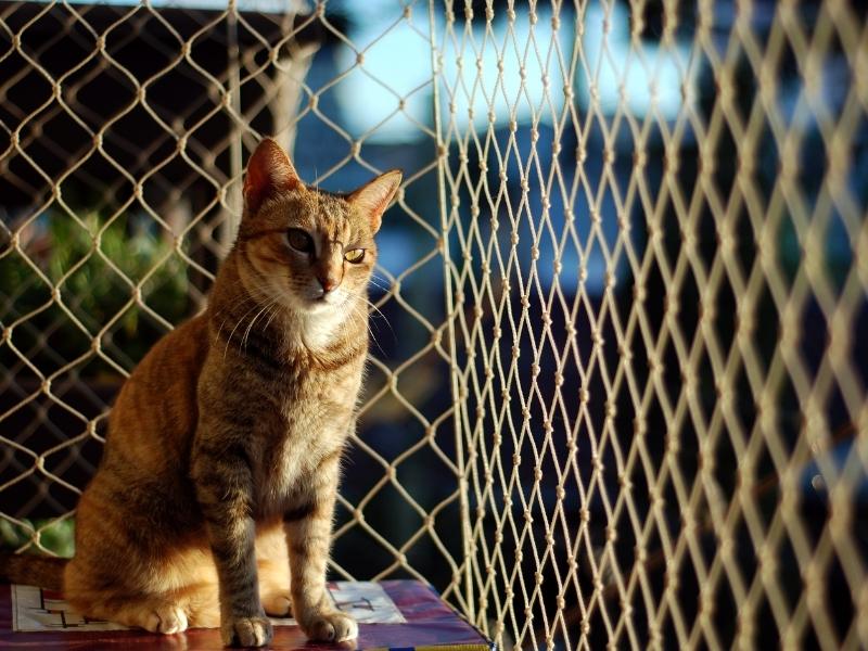 Instalação de rede de proteção em Itajaí